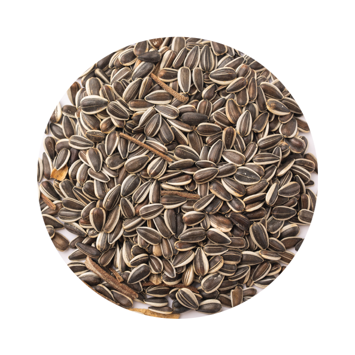 girassol-raiado-miudo