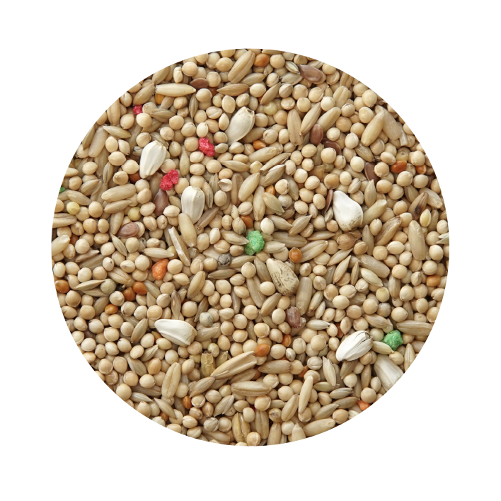 periquito-standart (1)