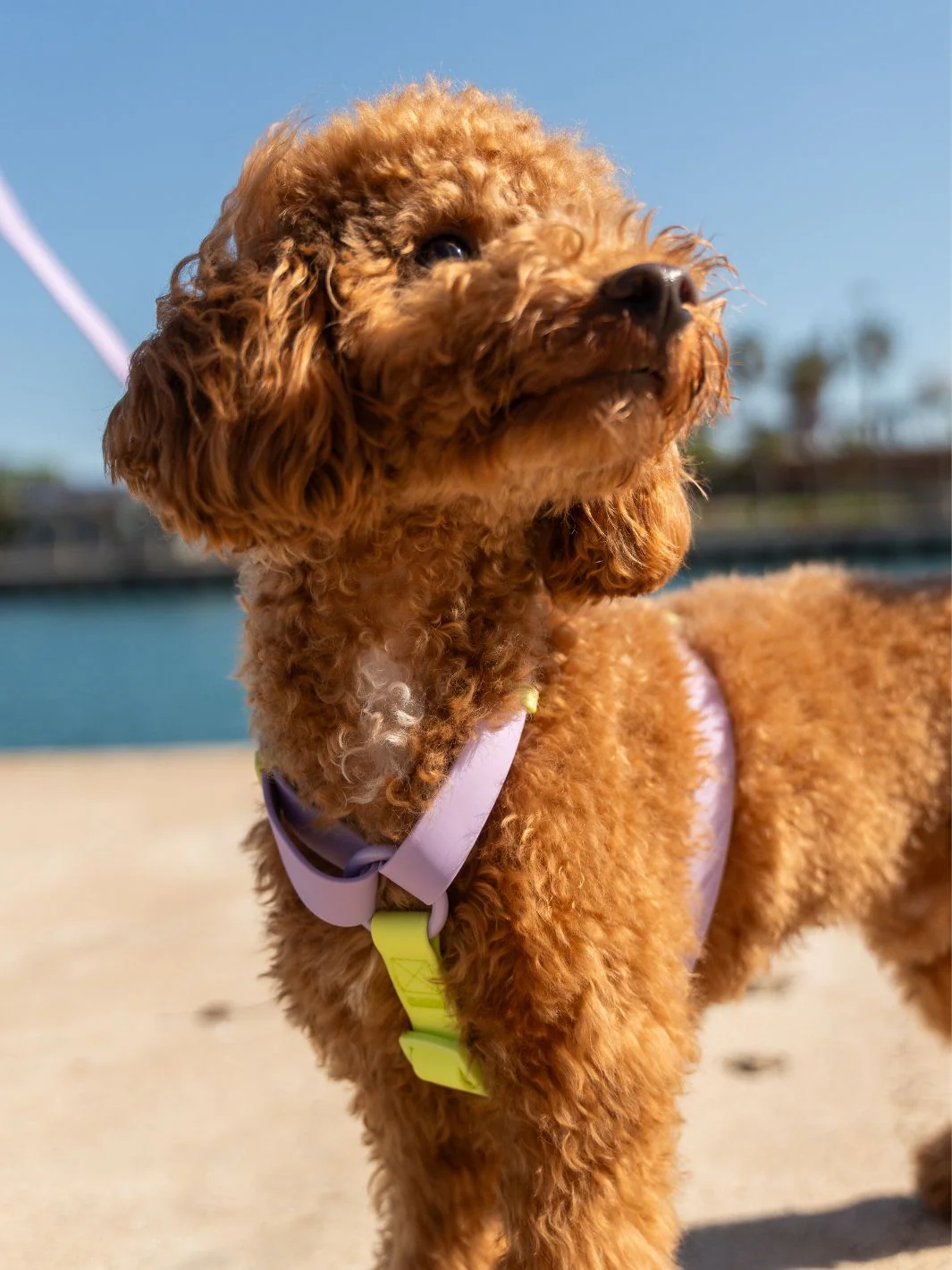 Arnés Waterproof para Perro Violet Matcha - Imagen 3