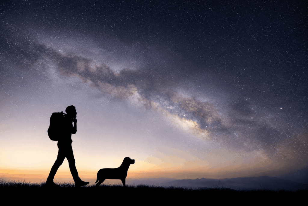 Guía definitiva para paseos nocturnos con tu perro: Consejos para un verano seguro y fresco
