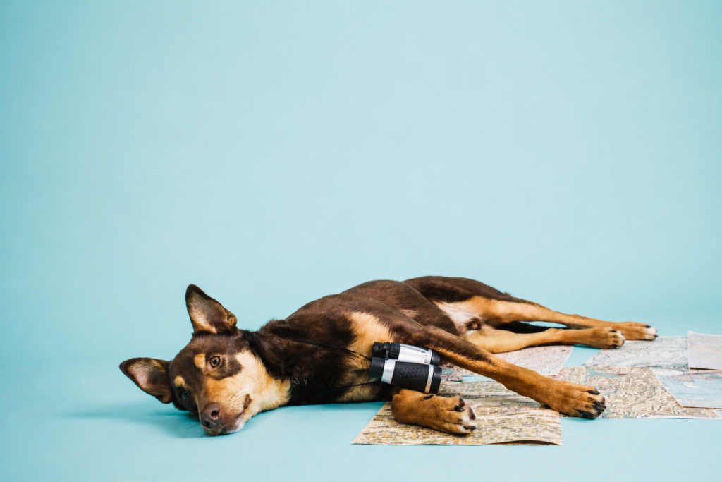 Golpe de calor en mascotas: Síntomas de alerta y cómo actuar a tiempo este verano