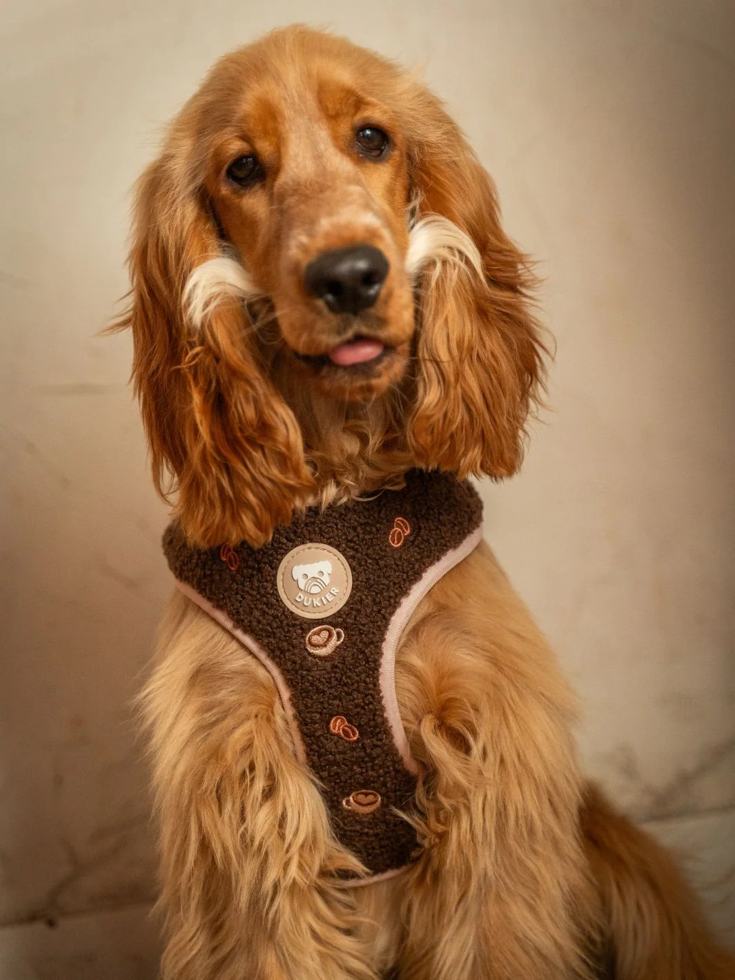 Arnés Ajustable para Perro LATTE TEDDY - Imagen 3